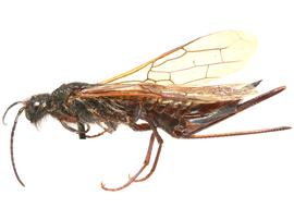   Sirex mexicanus  female lateral habitus; photo by H. Goulet, CNC 
